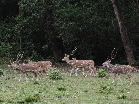 Jungle Safari