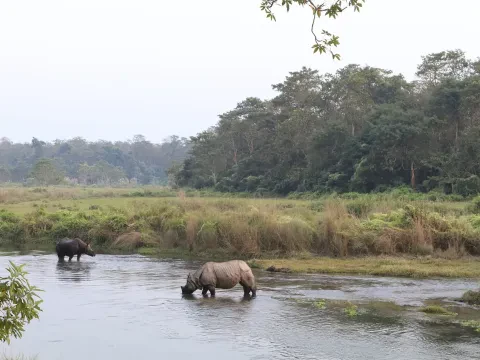 Chitwan Jungle Safari