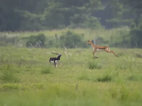 Bardiya Jungle Safari