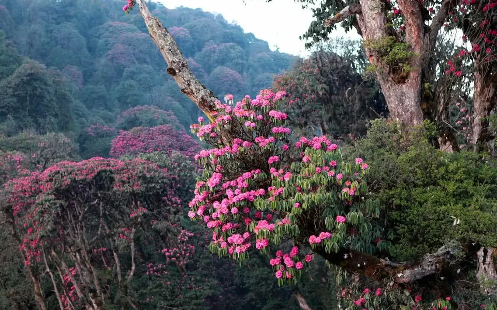 Natural resources of economic significance in Nepal