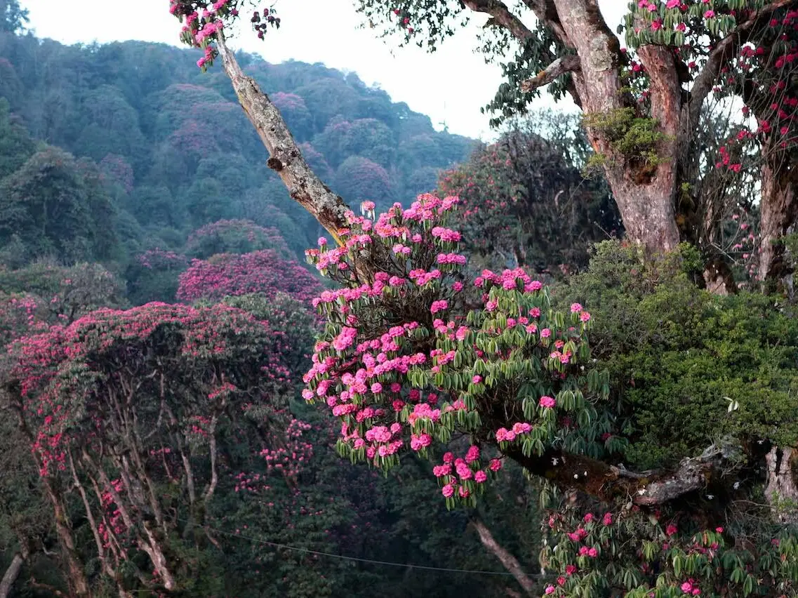 Natural resources of economic significance in Nepal