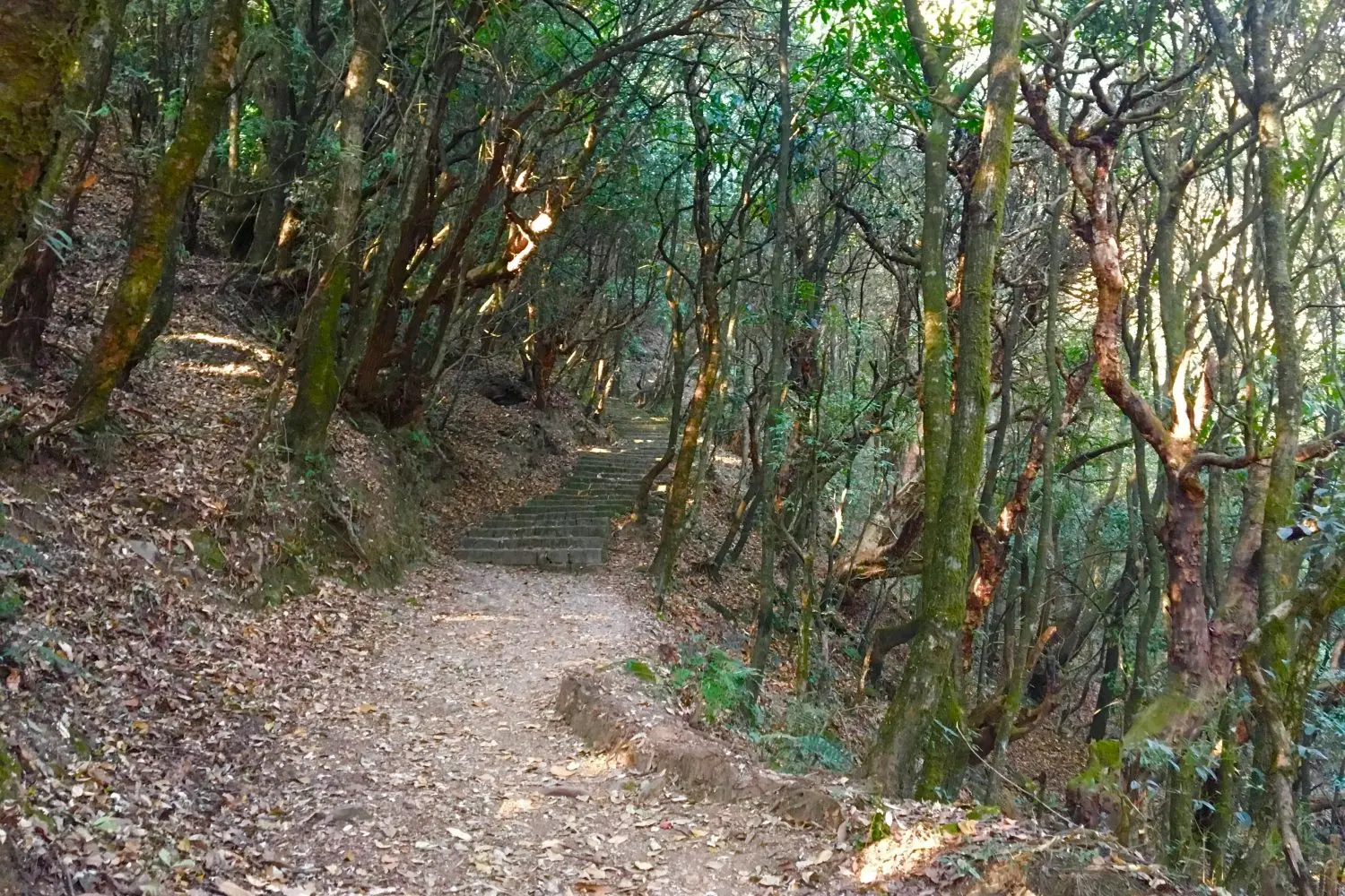 Shivapuri Day Hiking