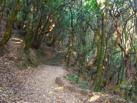 Shivapuri Day Hiking